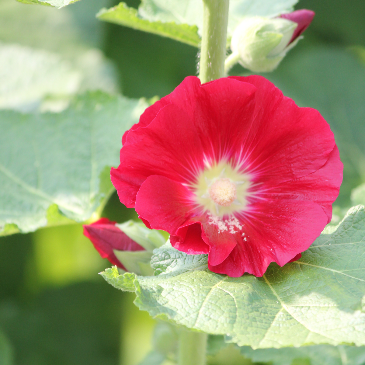 Mars Magic Light Red Hollyhock Seeds - Alcea Rosea Seeds, 20 seeds