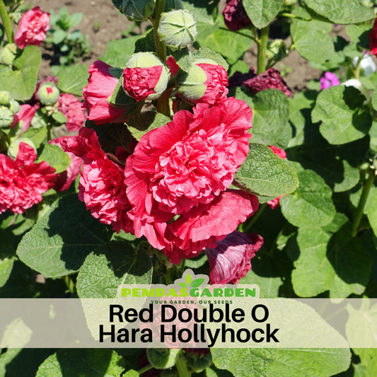 Halo Blush Hollyhock Seeds - Alcea Rosea Seeds, 20 seeds