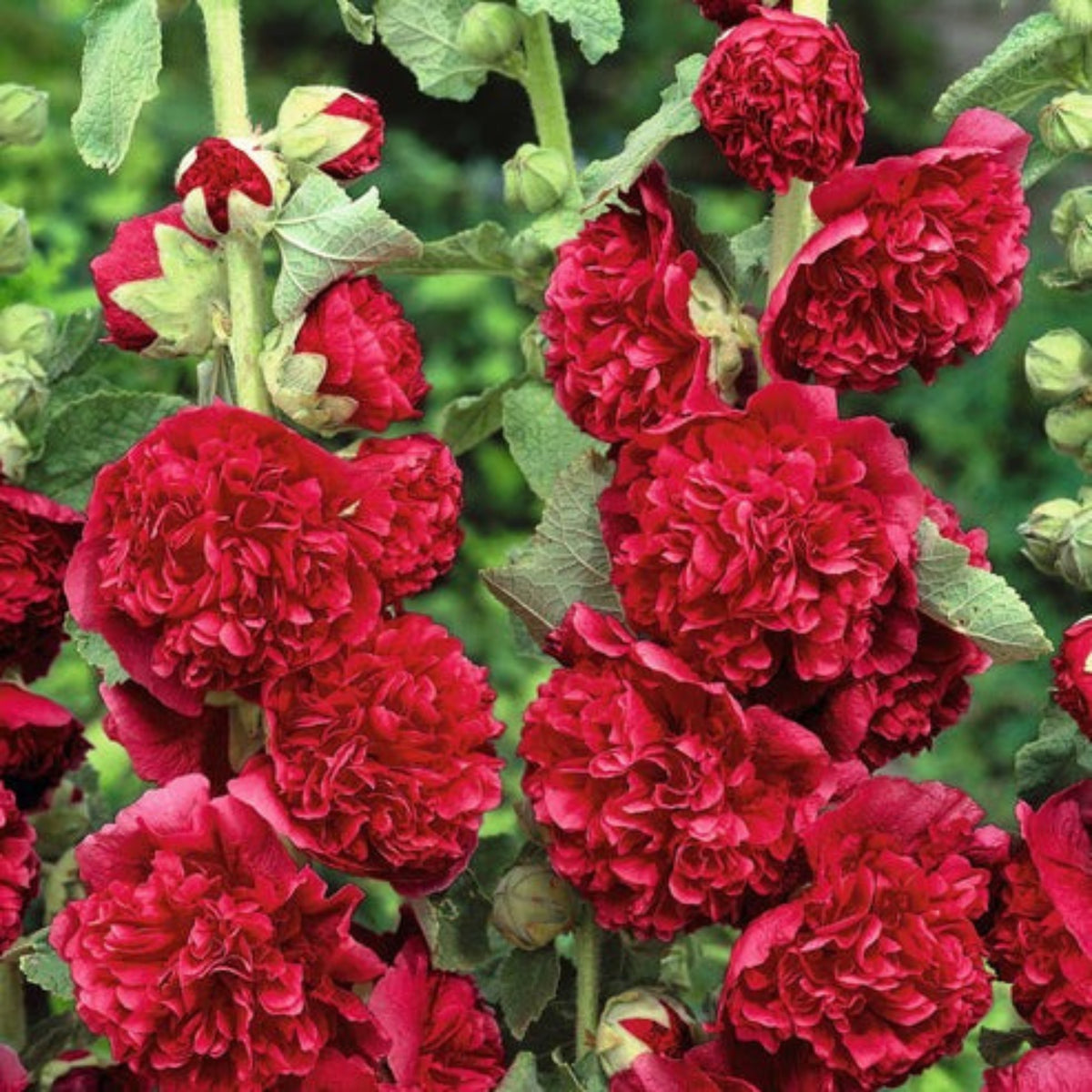 O Hara Hollyhock Seeds - Alcea Rosea Seeds, 20 seeds