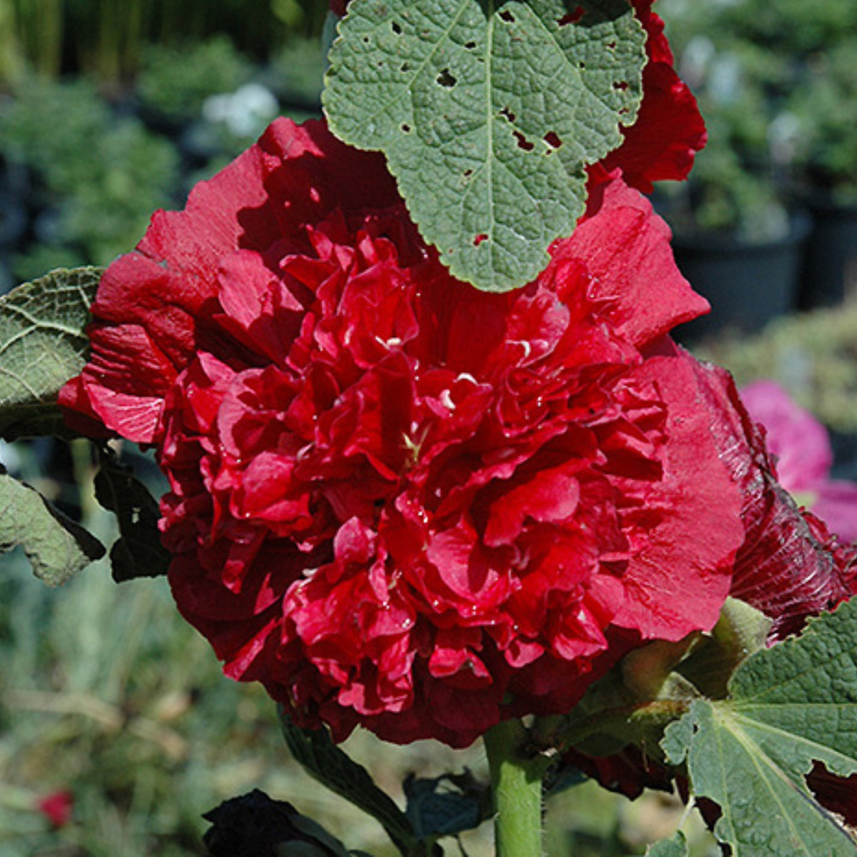 O Hara Hollyhock Seeds - Alcea Rosea Seeds, 20 seeds