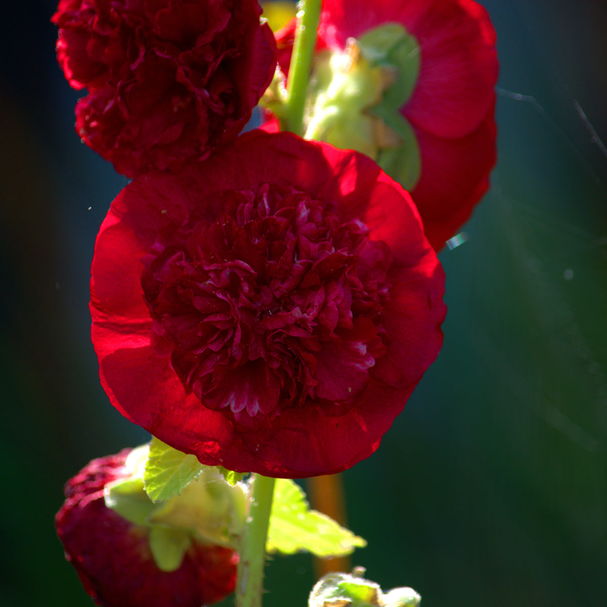 O Hara Hollyhock Seeds - Alcea Rosea Seeds, 20 seeds