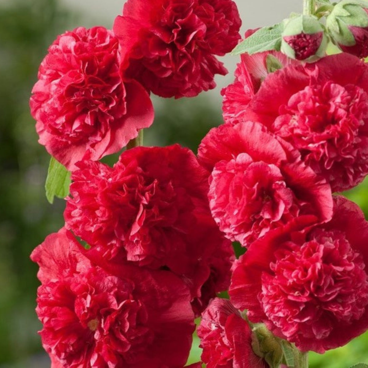 O Hara Hollyhock Seeds - Alcea Rosea Seeds, 20 seeds