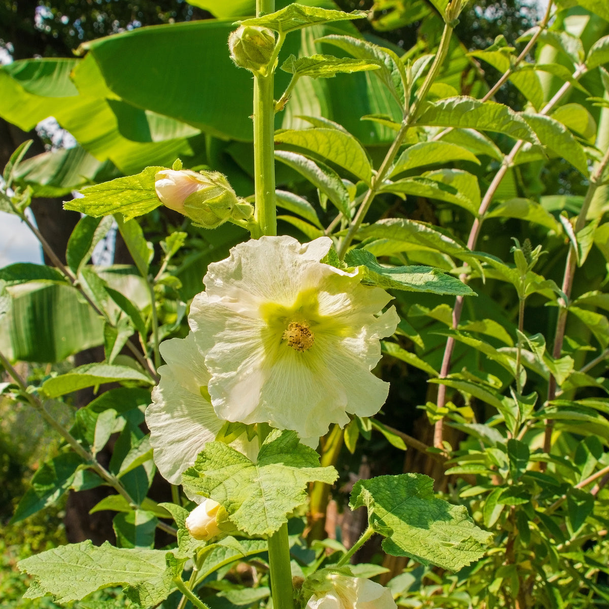 White Single Hollyhock Seeds - Alcea Rosea Seeds, 20 seeds