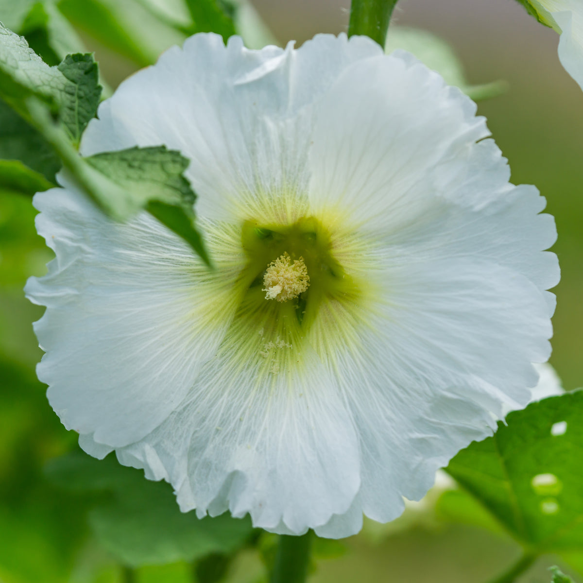 White Single Hollyhock Seeds - Alcea Rosea Seeds, 20 seeds