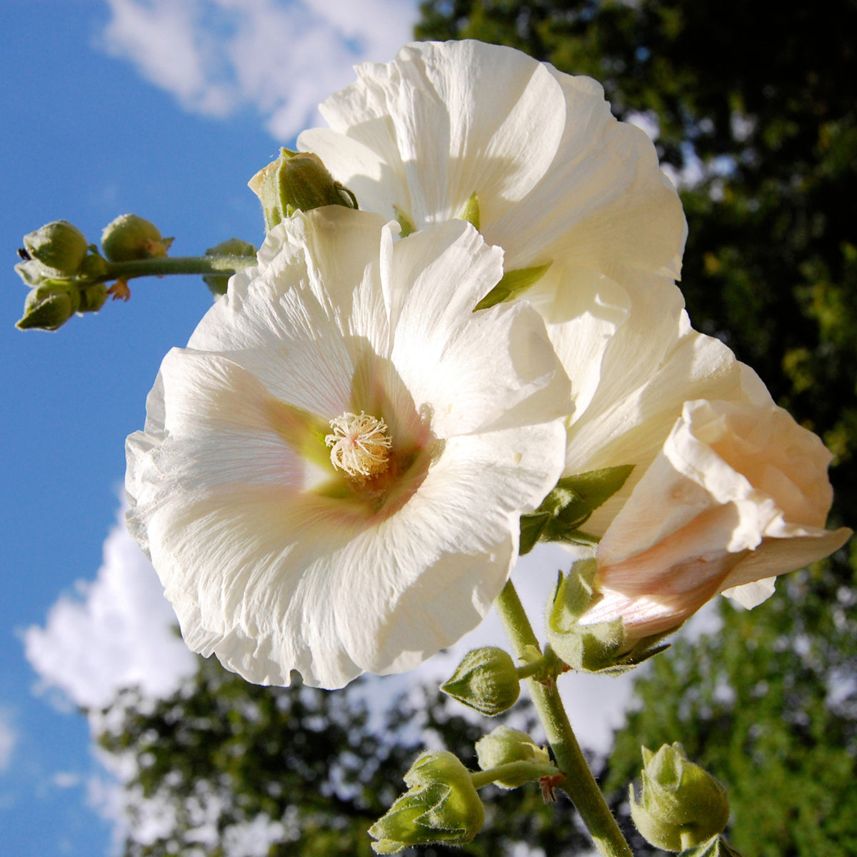 White Single Hollyhock Seeds - Alcea Rosea Seeds, 20 seeds
