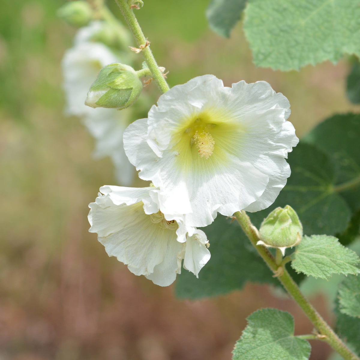 White Single Hollyhock Seeds - Alcea Rosea Seeds, 20 seeds