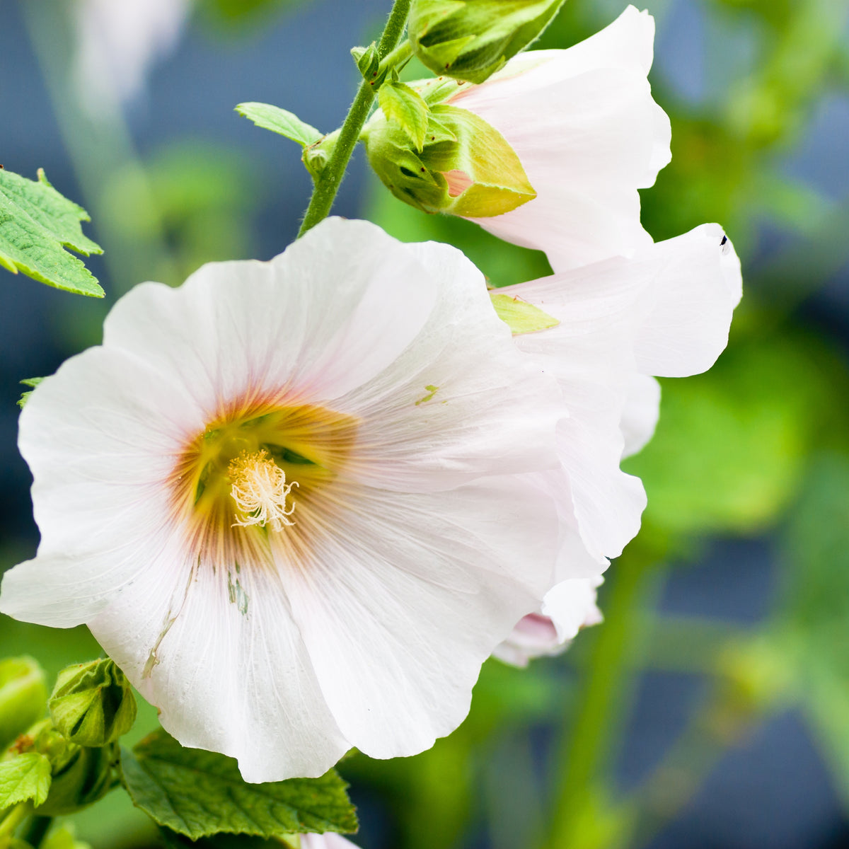 White Single Hollyhock Seeds - Alcea Rosea Seeds, 20 seeds