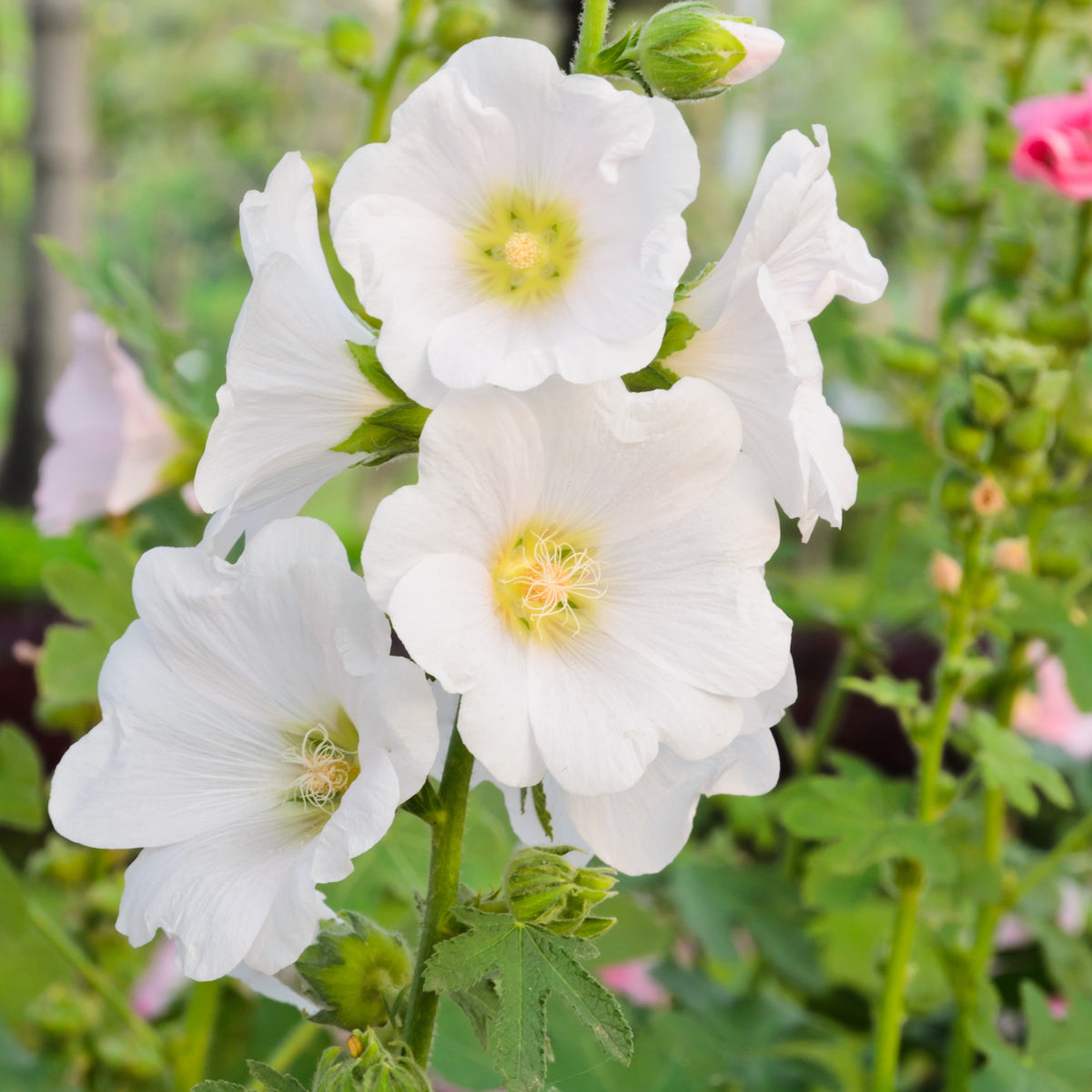 White Single Hollyhock Seeds - Alcea Rosea Seeds, 20 seeds