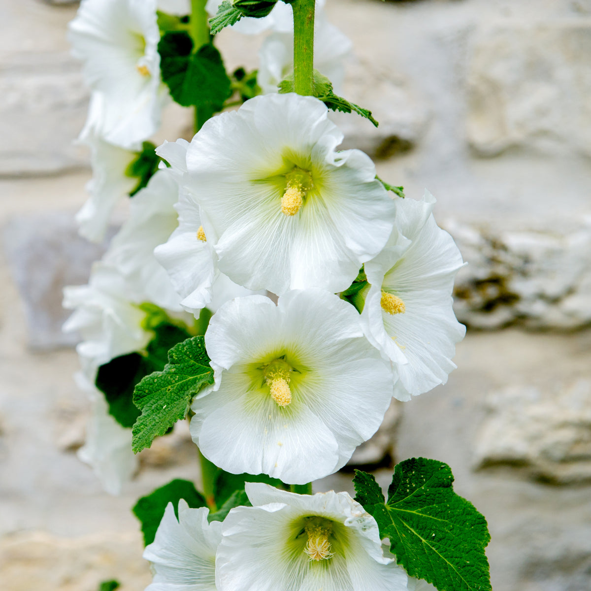 White Single Hollyhock Seeds - Alcea Rosea Seeds, 20 seeds