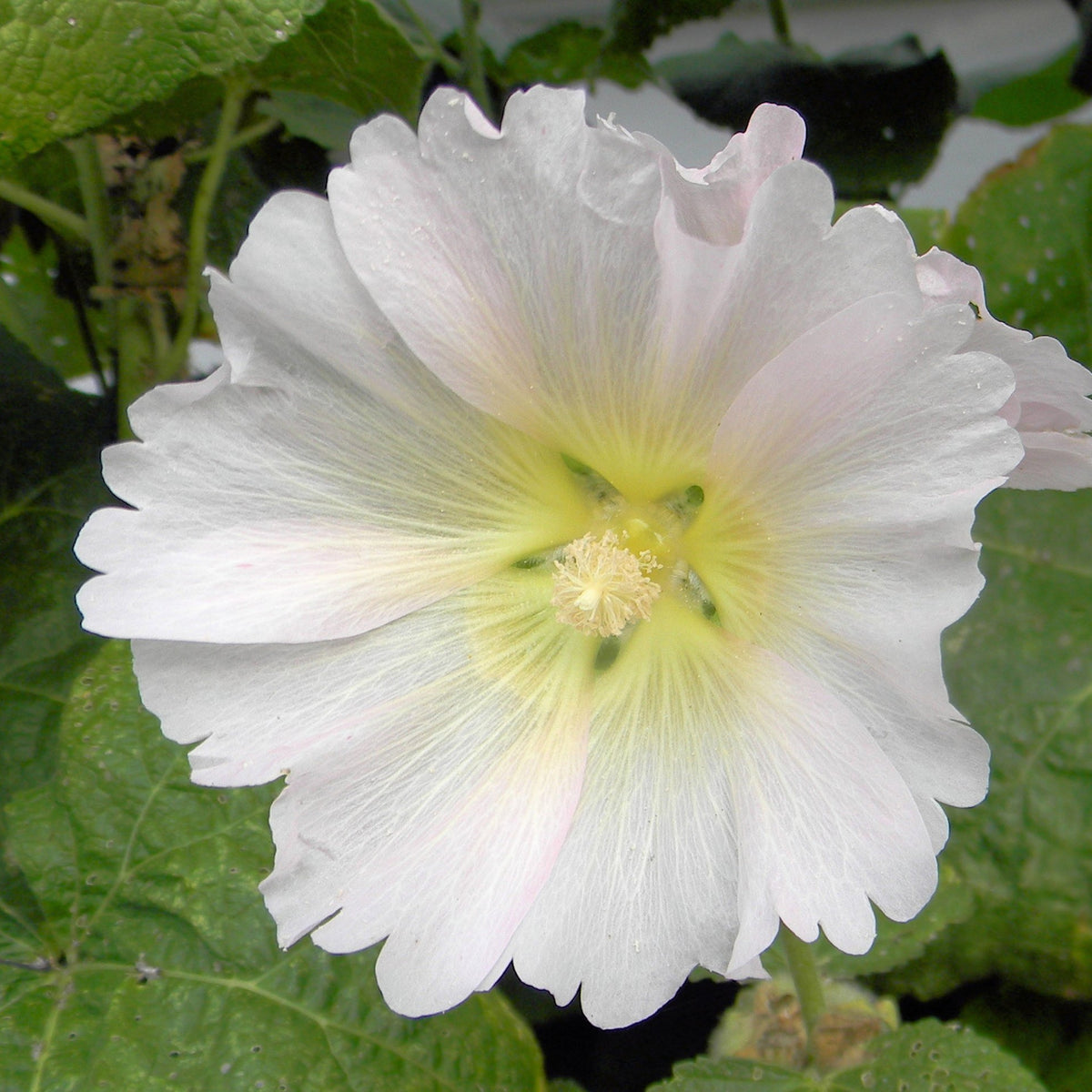 White Single Hollyhock Seeds - Alcea Rosea Seeds, 20 seeds
