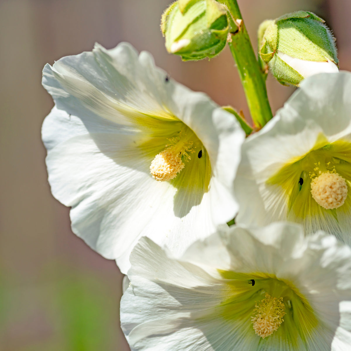 White Single Hollyhock Seeds - Alcea Rosea Seeds, 20 seeds