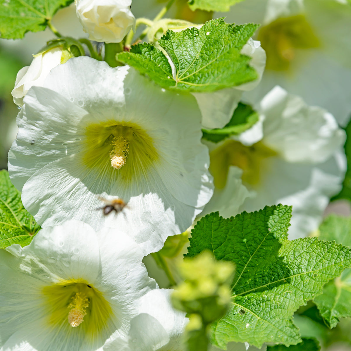 White Single Hollyhock Seeds - Alcea Rosea Seeds, 20 seeds