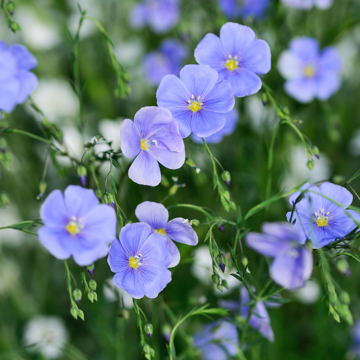 Blue Flax Linum Lewisii Seeds, 30 seeds