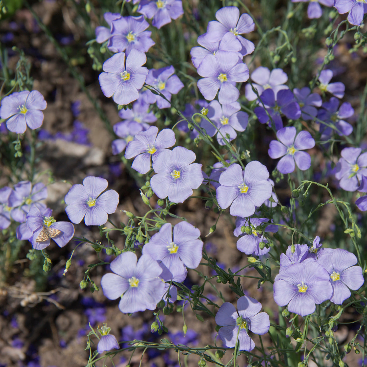 Blue Flax Linum Lewisii Seeds, 30 seeds