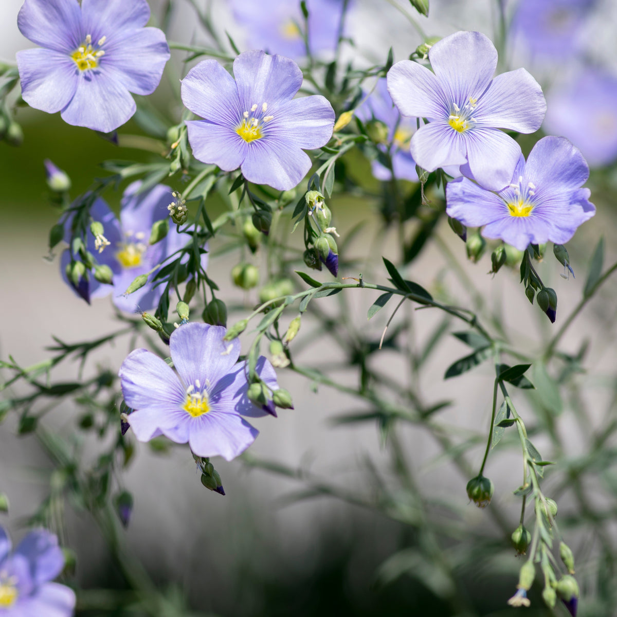 Blue Flax Linum Lewisii Seeds, 30 seeds