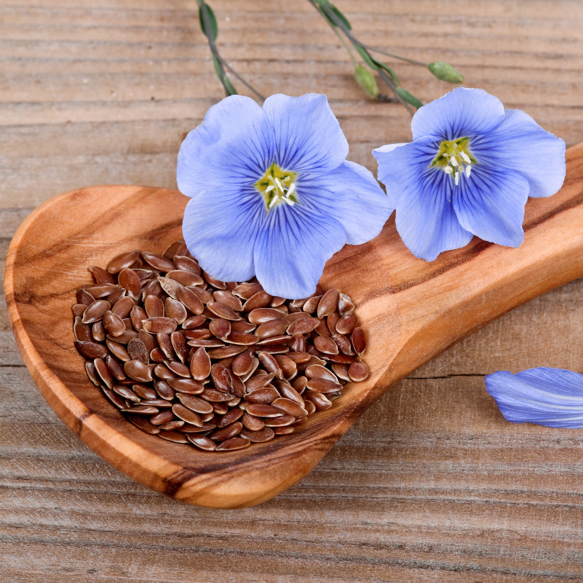 Blue Flax Linum Lewisii Seeds, 30 seeds