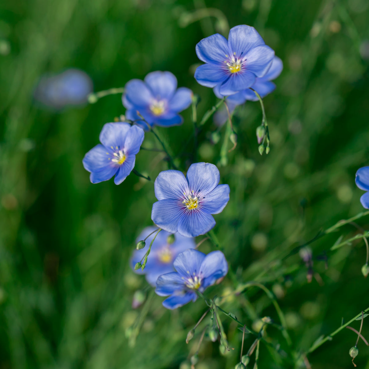 Blue Flax Linum Lewisii Seeds, 30 seeds