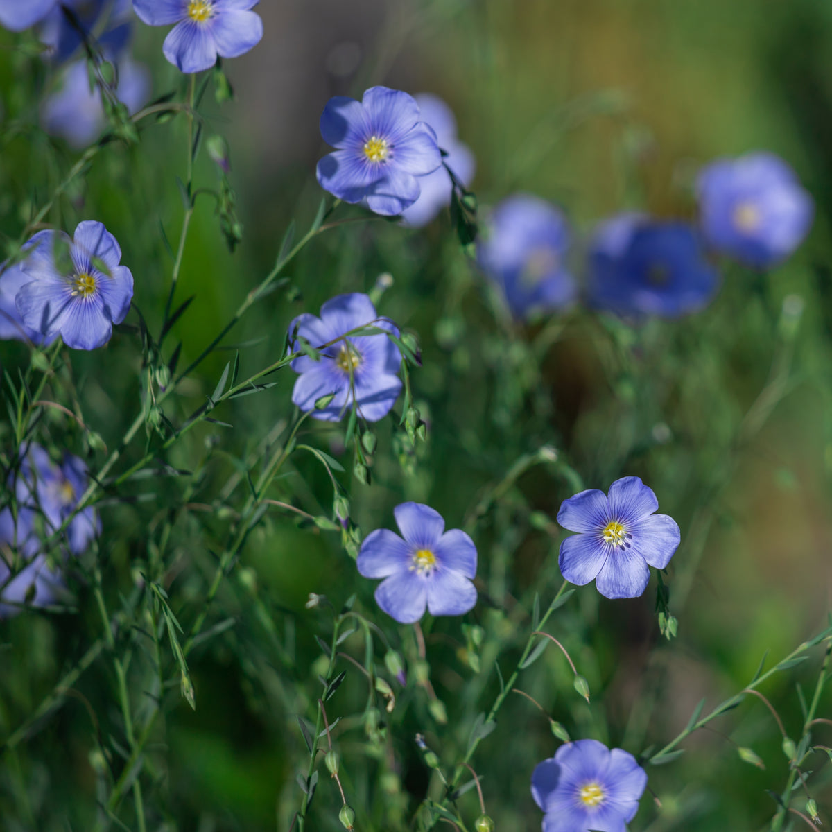 Blue Flax Linum Lewisii Seeds, 30 seeds