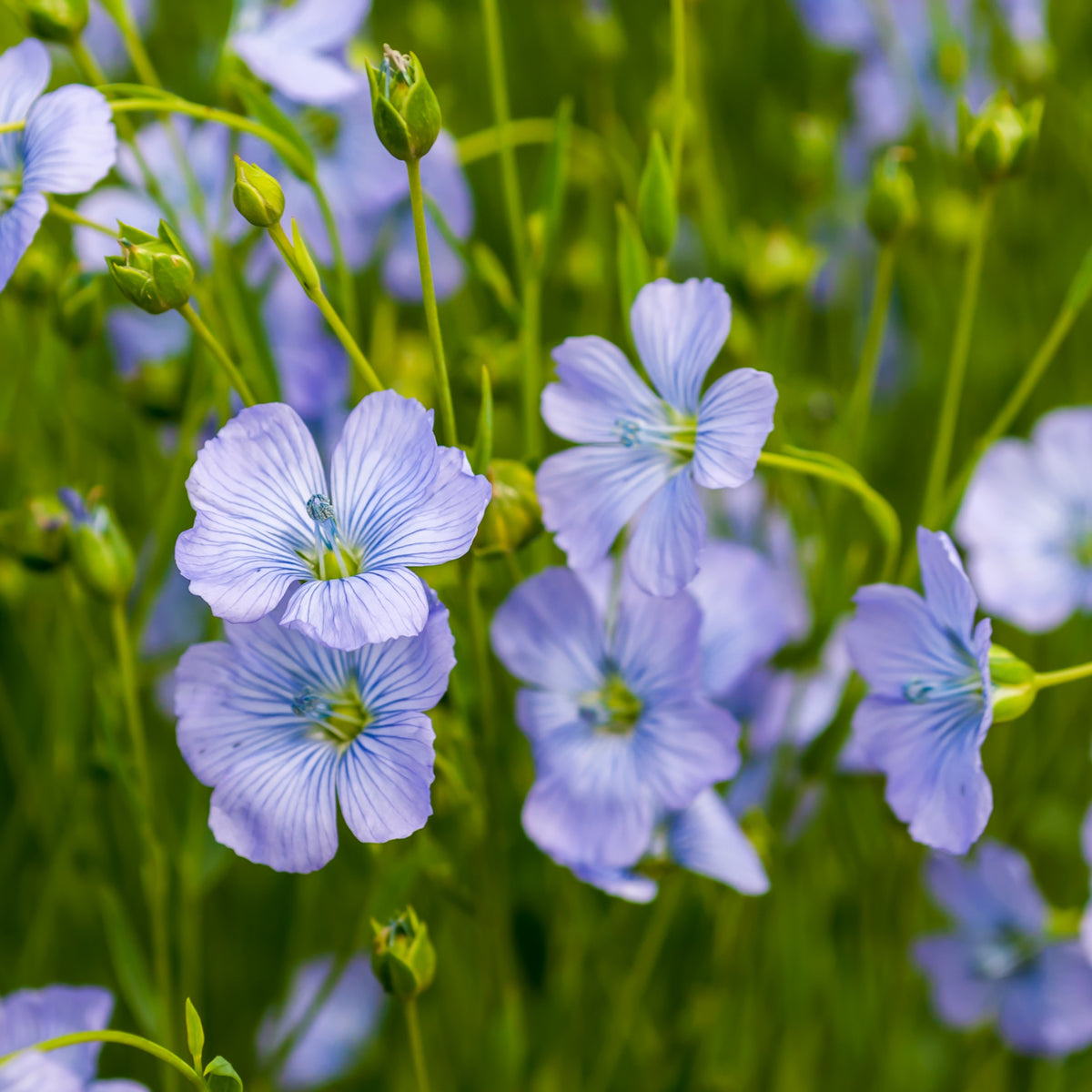 Blue Flax Linum Lewisii Seeds, 30 seeds