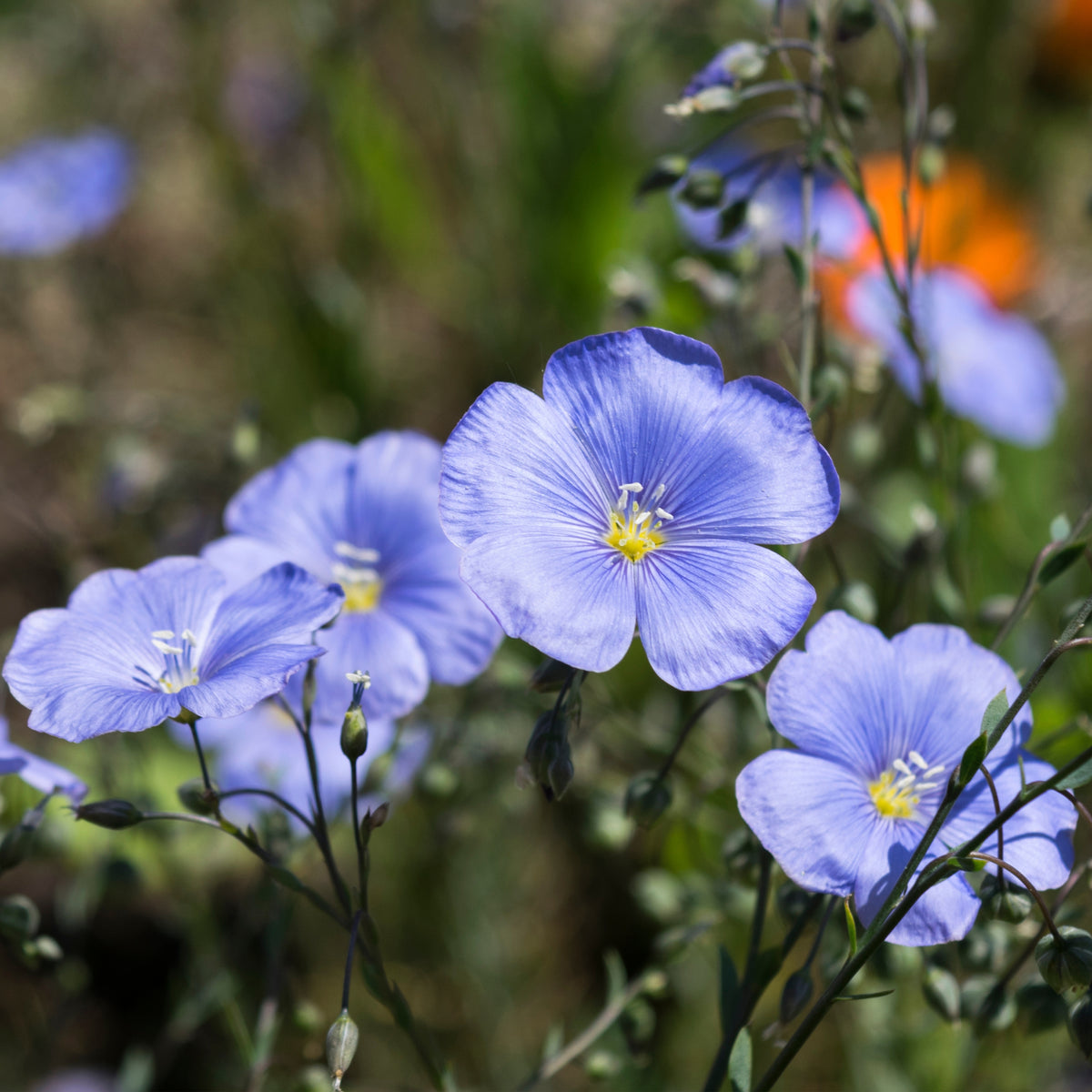 Blue Flax Linum Lewisii Seeds, 30 seeds