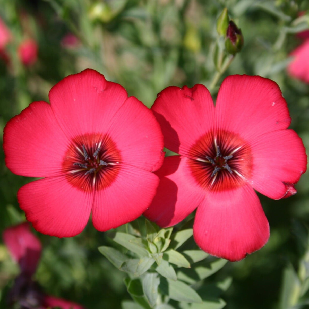 Red Scarlet Flax Linum Seeds, 30 seeds