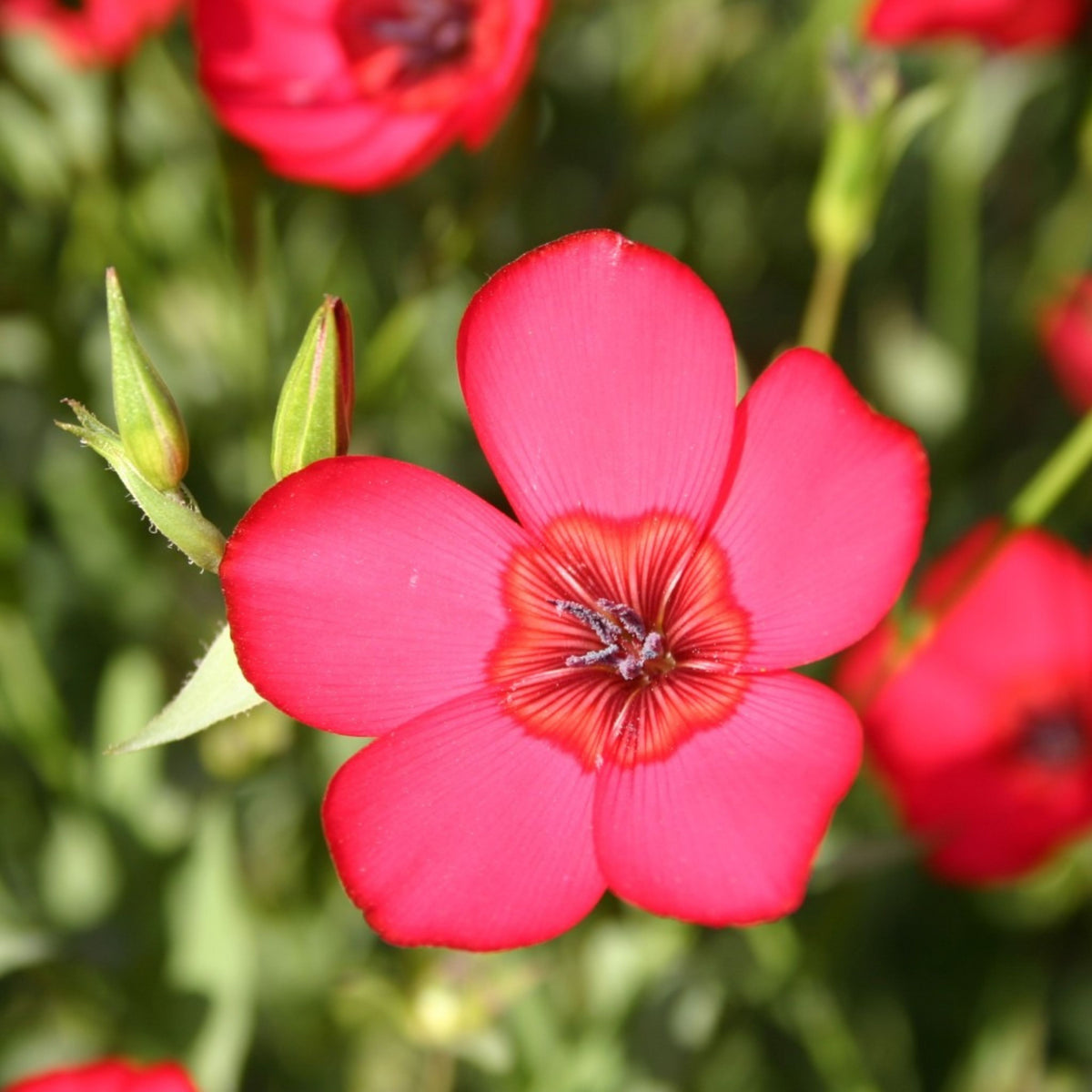 Red Scarlet Flax Linum Seeds, 30 seeds