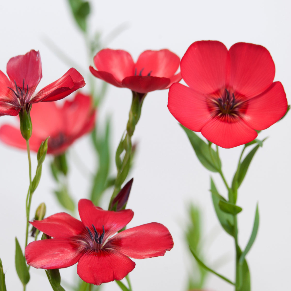 Red Scarlet Flax Linum Seeds, 30 seeds