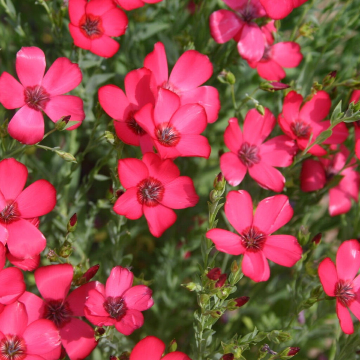 Red Scarlet Flax Linum Seeds, 30 seeds