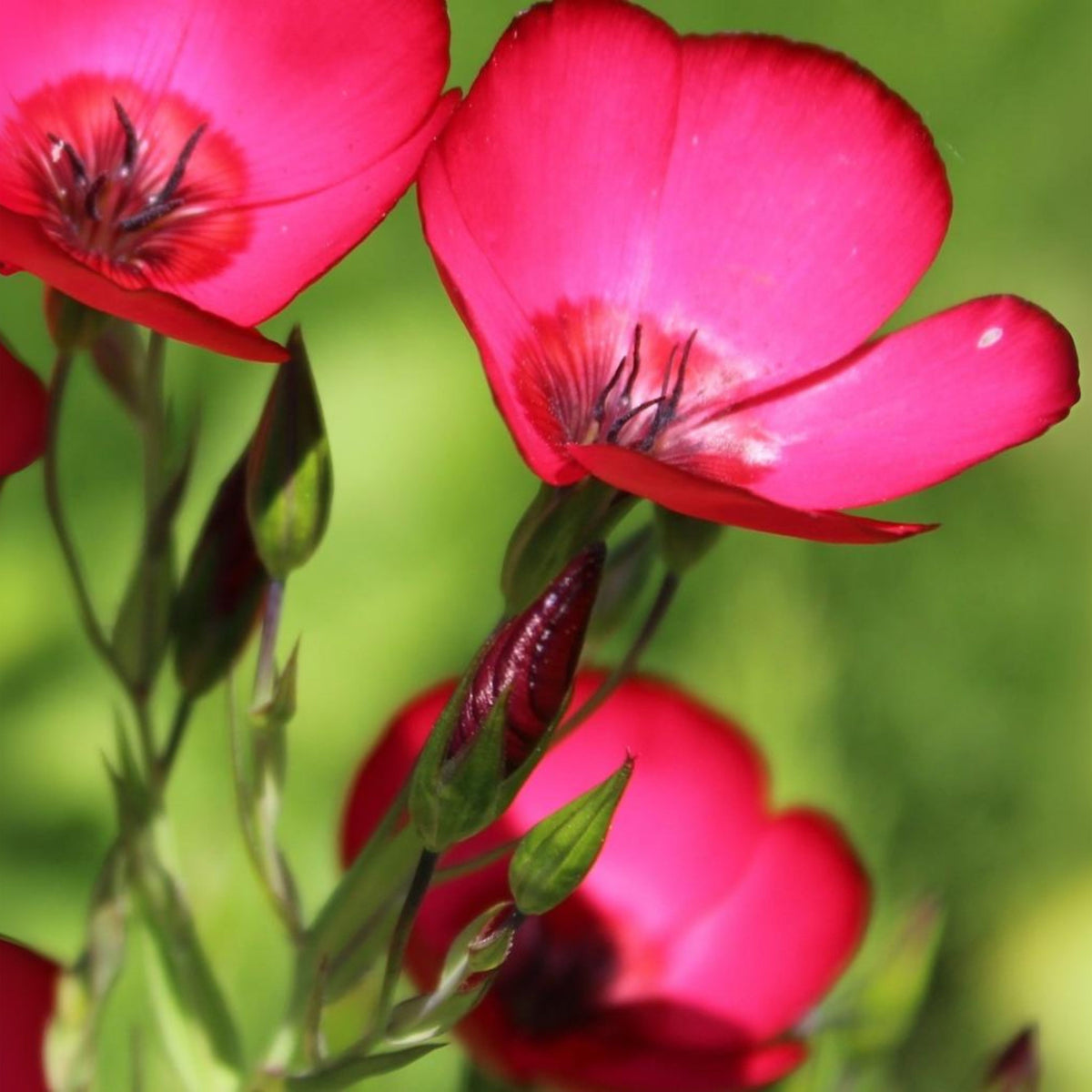 Red Scarlet Flax Linum Seeds, 30 seeds