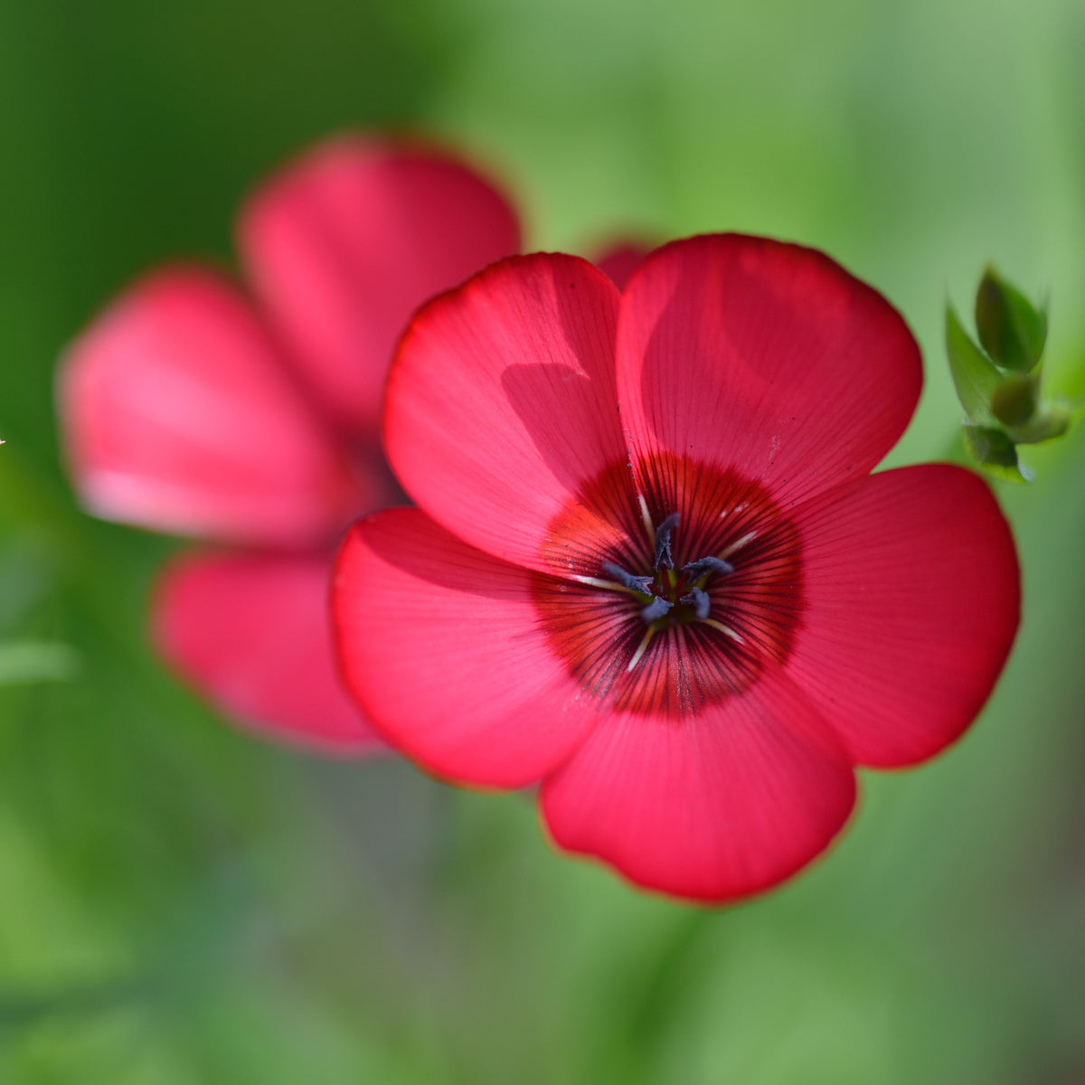 Red Scarlet Flax Linum Seeds, 30 seeds
