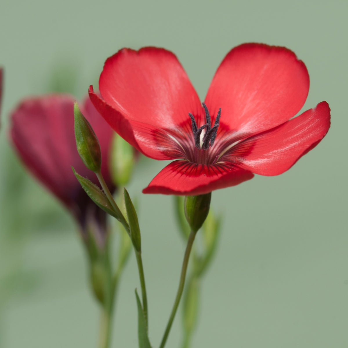 Red Scarlet Flax Linum Seeds, 30 seeds