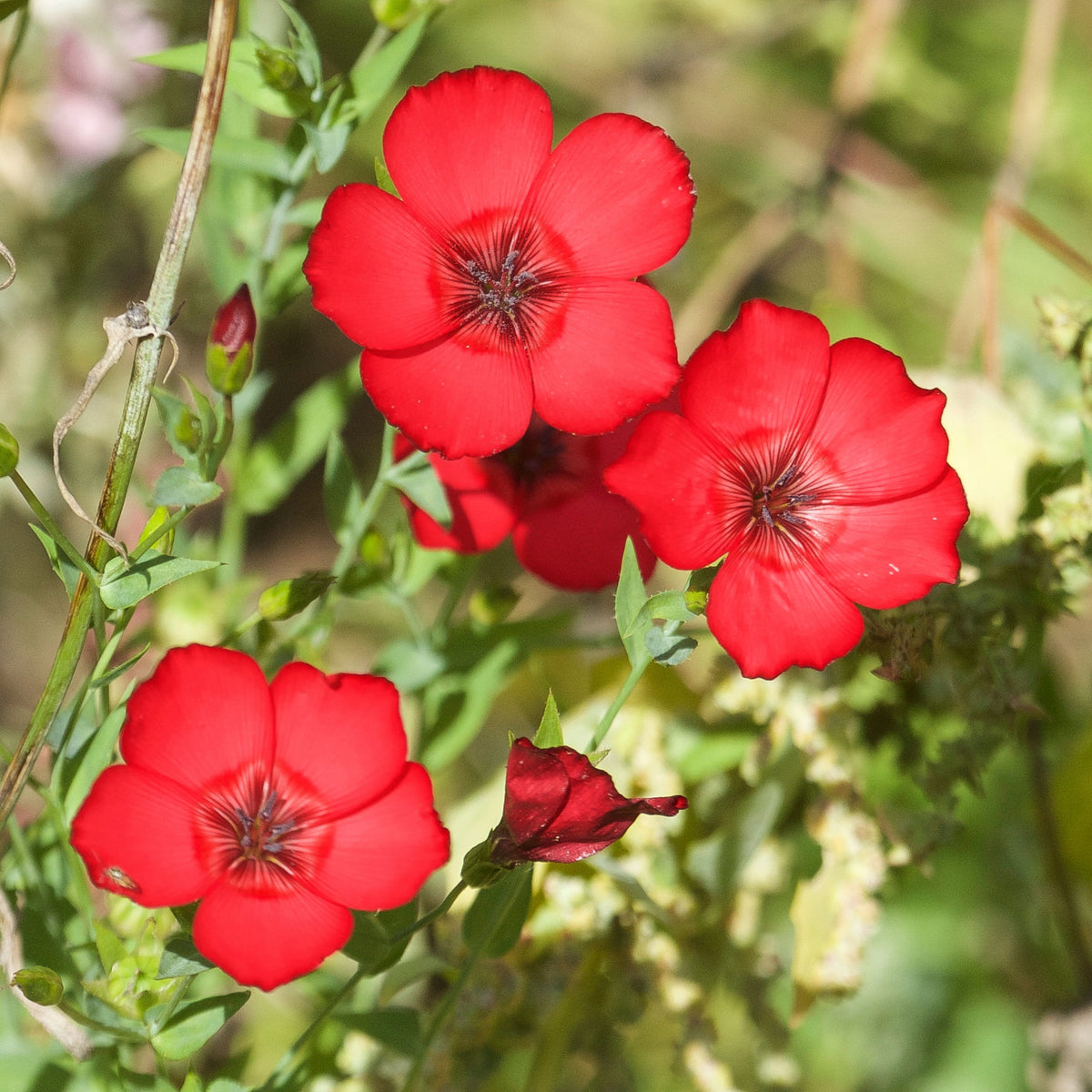 Red Scarlet Flax Linum Seeds, 30 seeds