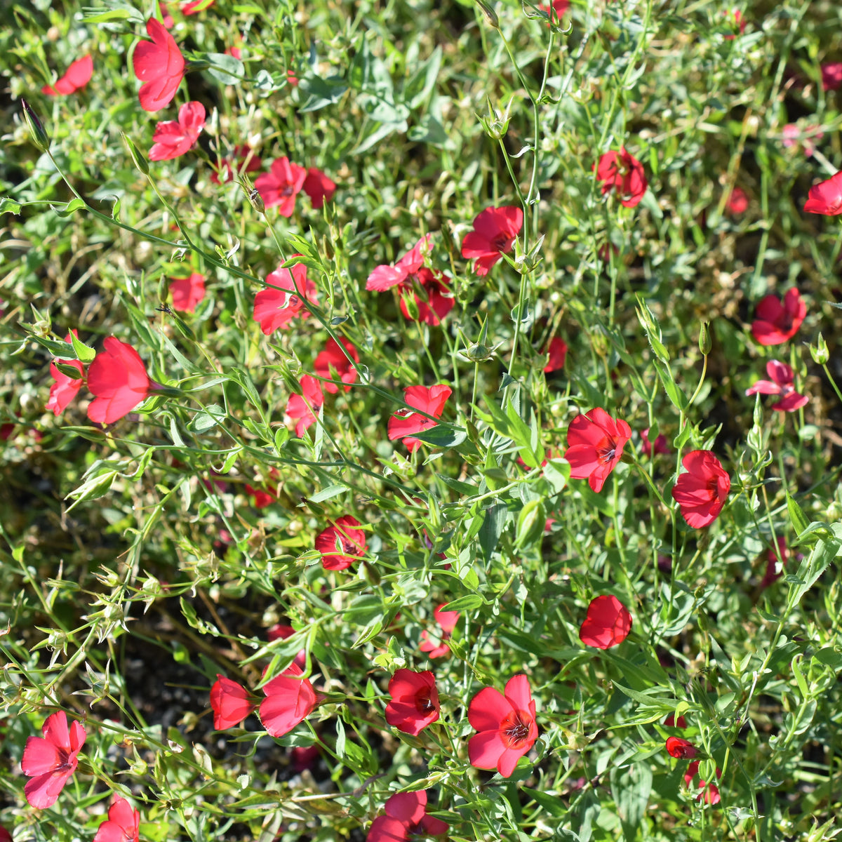 Red Scarlet Flax Linum Seeds, 30 seeds