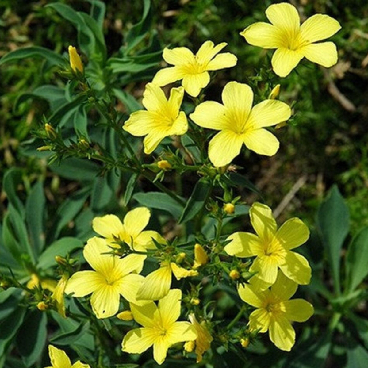 Yellow Flax (Linum Flavum) Seeds, 30 seeds