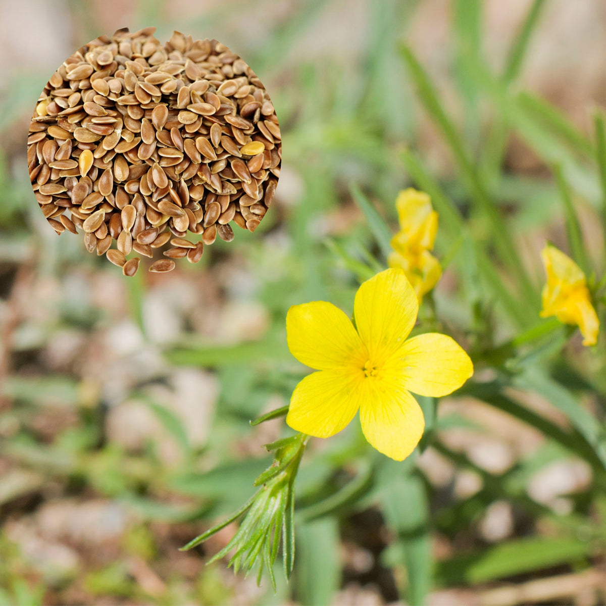 Yellow Flax (Linum Flavum) Seeds, 30 seeds