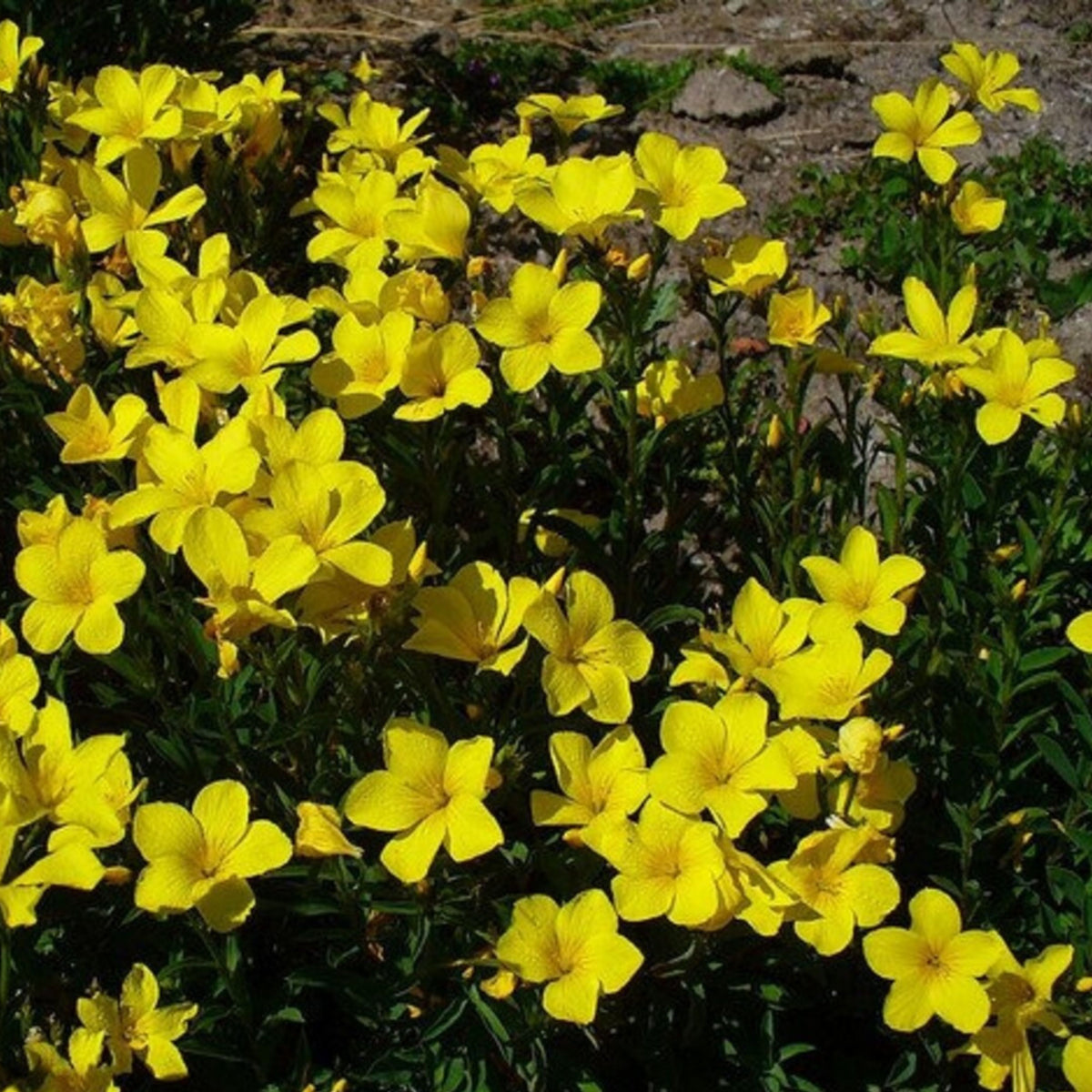 Yellow Flax (Linum Flavum) Seeds, 30 seeds