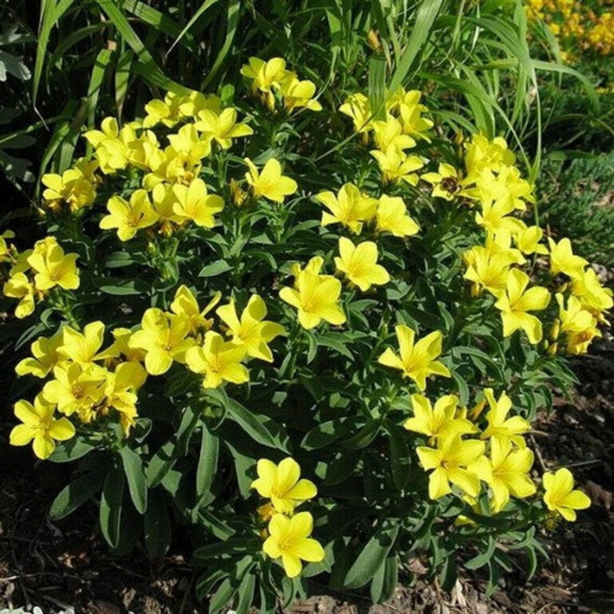 Yellow Flax (Linum Flavum) Seeds, 30 seeds