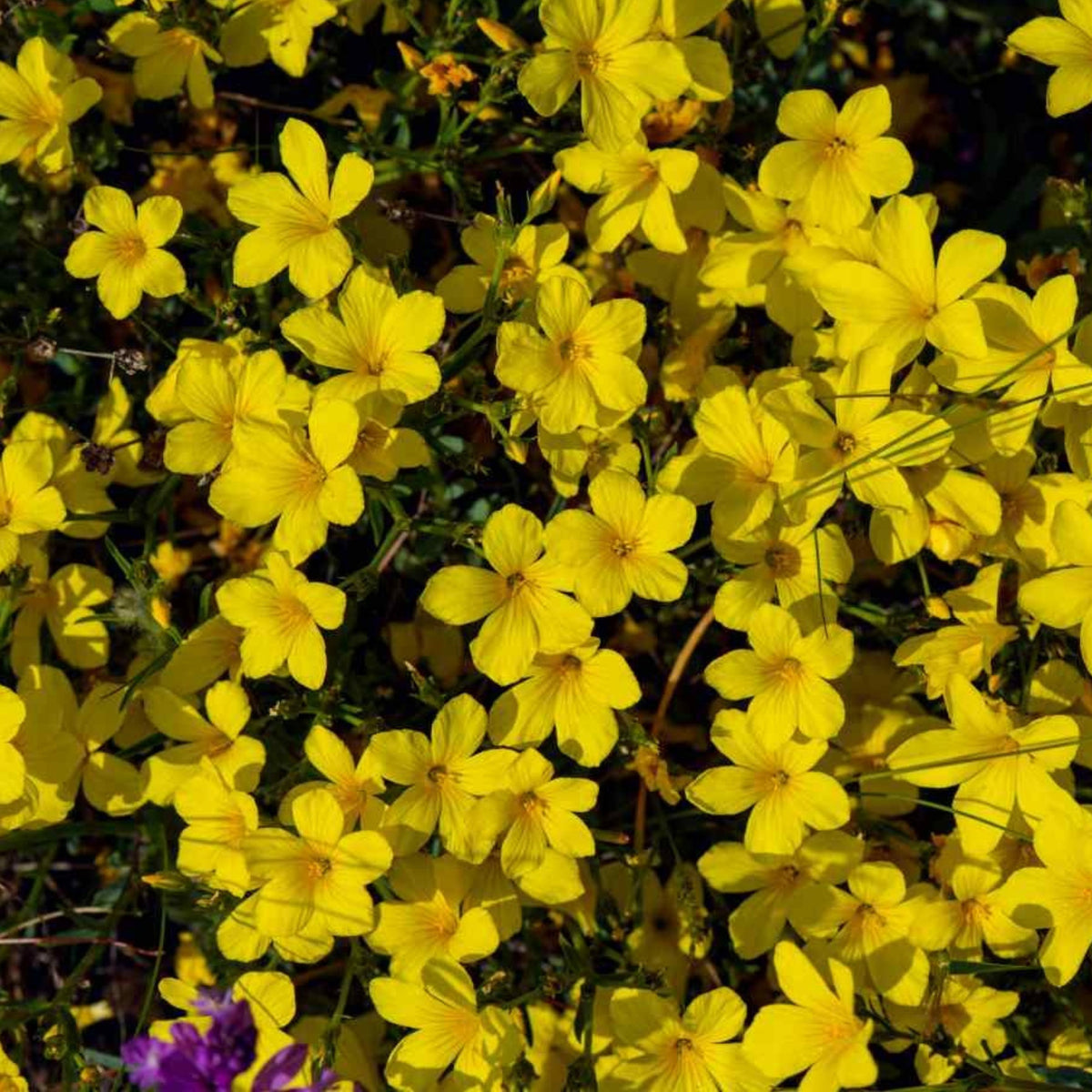 Yellow Flax (Linum Flavum) Seeds, 30 seeds