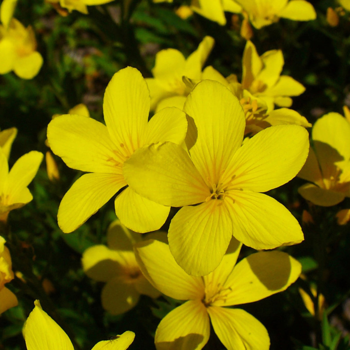 Yellow Flax (Linum Flavum) Seeds, 30 seeds