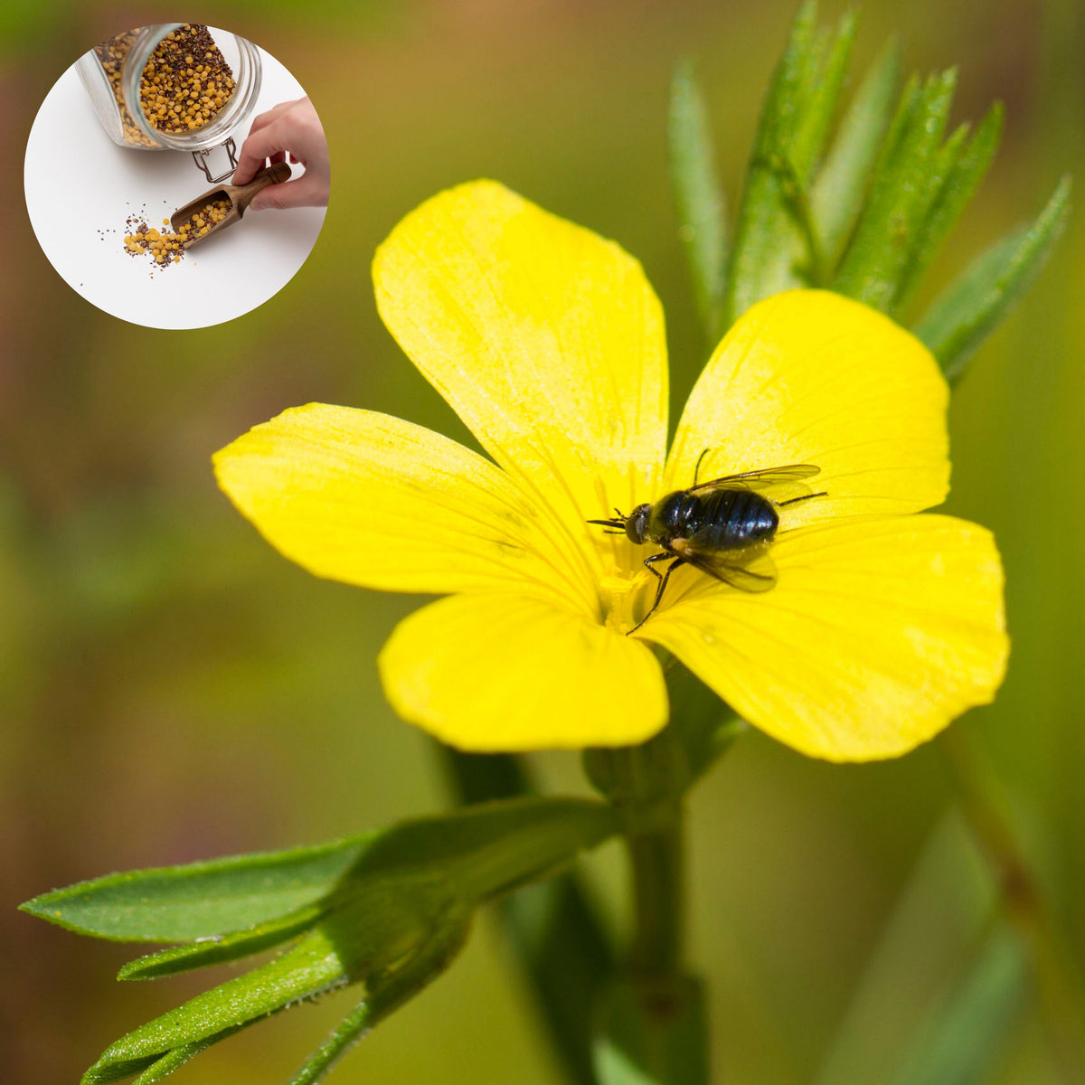 Yellow Flax (Linum Flavum) Seeds, 30 seeds