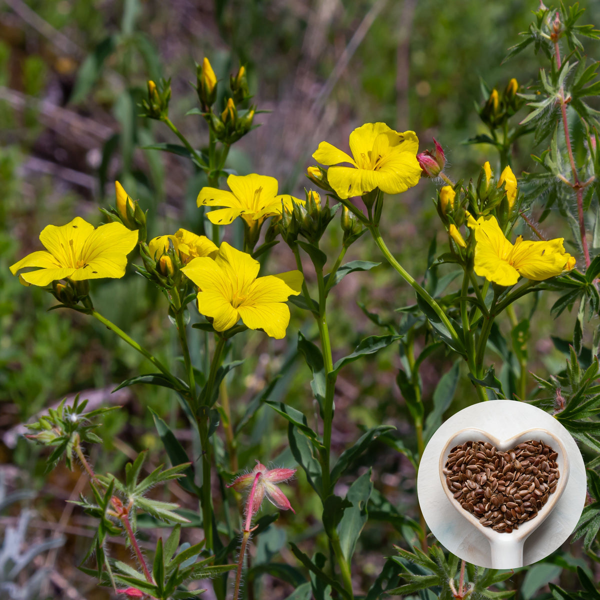 Yellow Flax (Linum Flavum) Seeds, 30 seeds