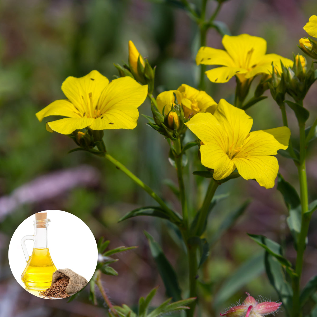 Yellow Flax (Linum Flavum) Seeds, 30 seeds