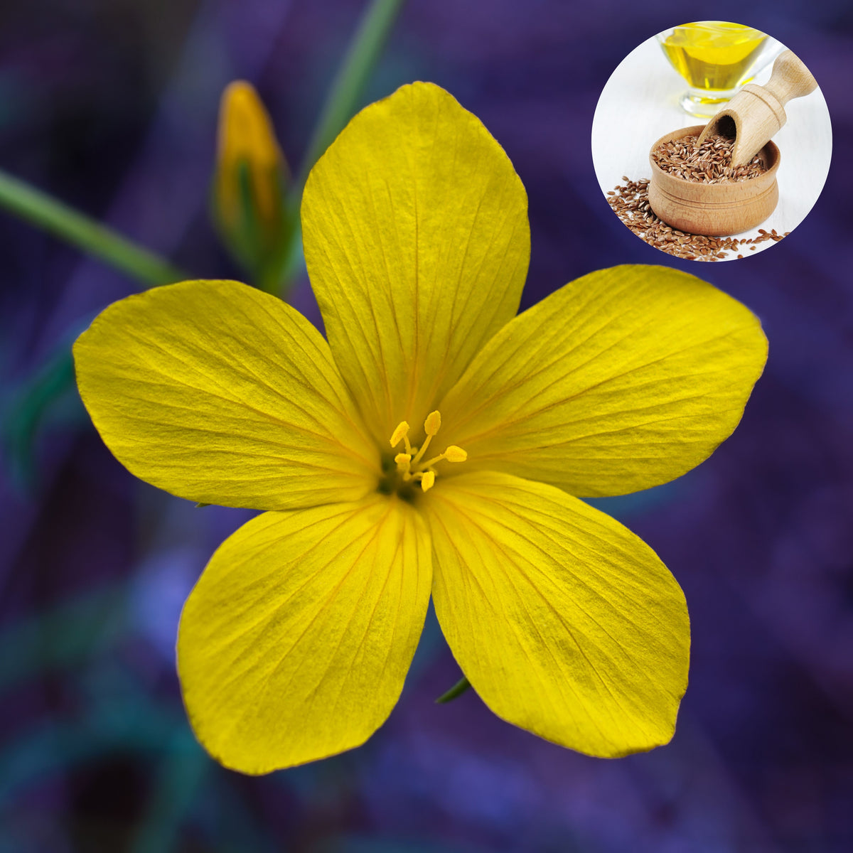 Yellow Flax (Linum Flavum) Seeds, 30 seeds