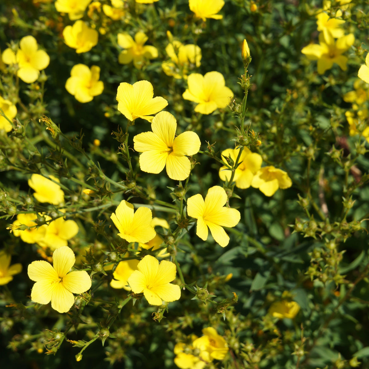 Yellow Flax (Linum Flavum) Seeds, 30 seeds