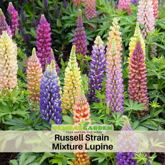 Russell Strain Mixture Lupine Seeds