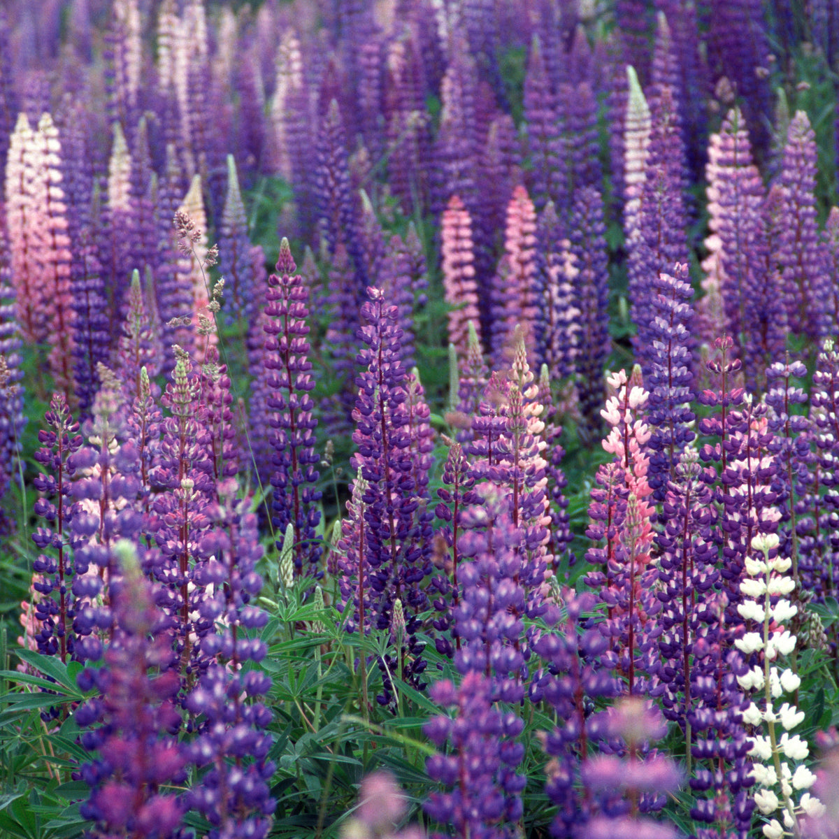 Russell Strain Mixture Lupine Seeds - Bluebonnet