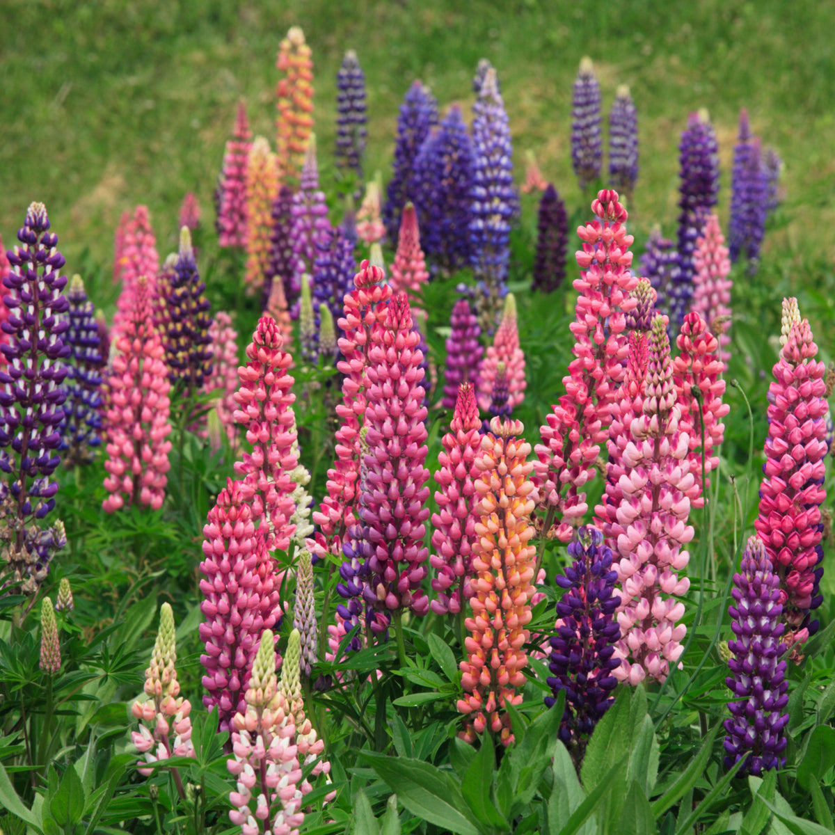 Russell Strain Mixture Lupine Seeds - Bluebonnet