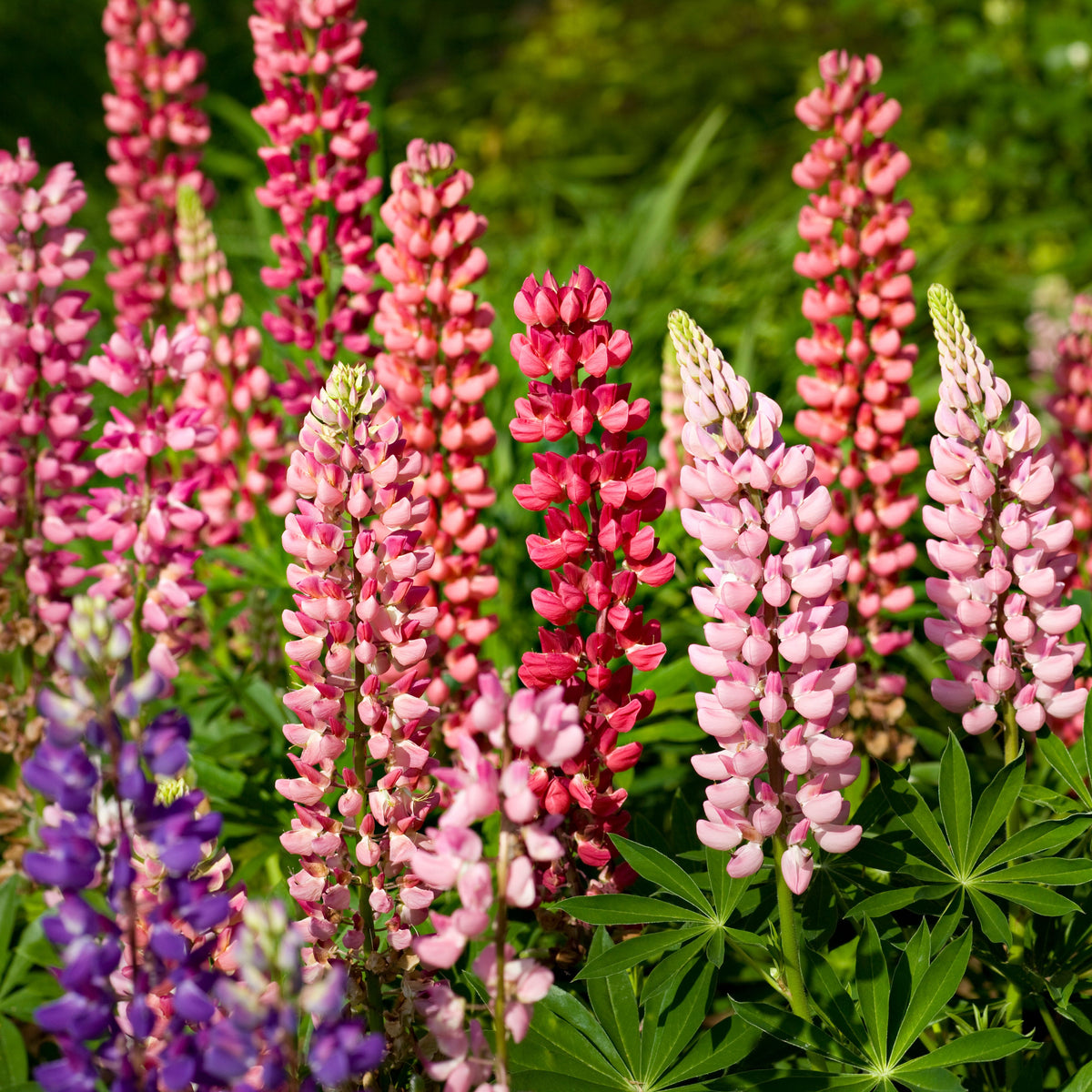 Russell Strain Mixture Lupine Seeds