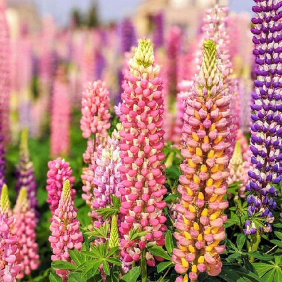 Russell Strain Mixture Lupine Seeds - Bluebonnet