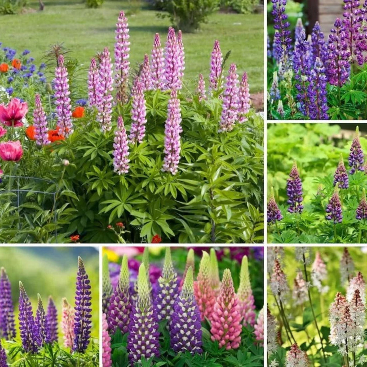 Russell Strain Mixture Lupine Seeds - Bluebonnet